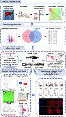 A disulfidptosis-related lncRNA signature for analyzing tumor microenvironment and clinical prognosis in hepatocellular carcinoma